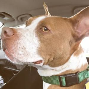 Meet your Posher, Maggie